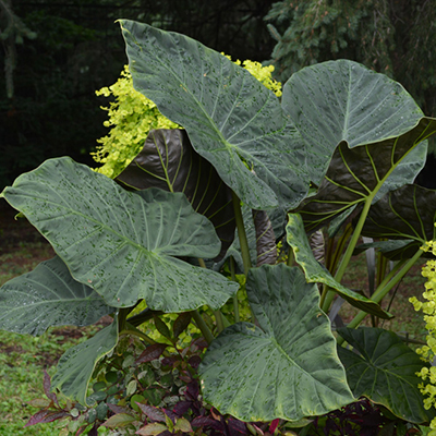 Alocasia 'Regal Shields'