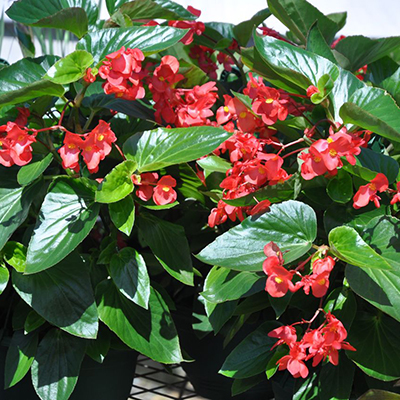 Begonia Dragon Wing Red