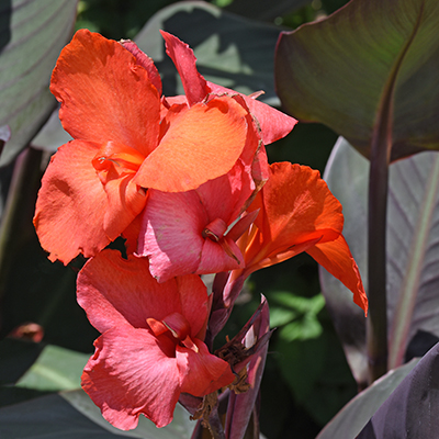 Canna 'Cannova Bronze Orange'