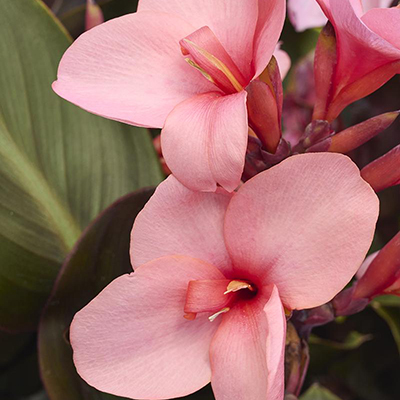 Canna 'Cannova Bronze Peach'