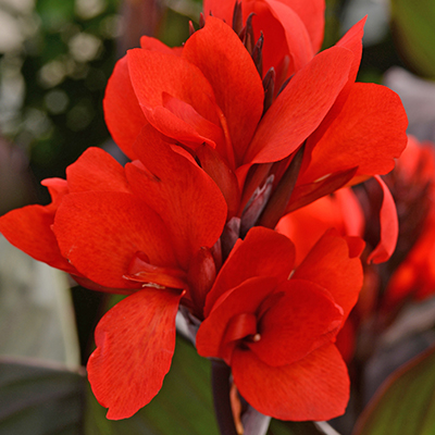 Canna 'Cannova Bronze Scarlet'