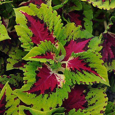 Coleus Kong Jr'