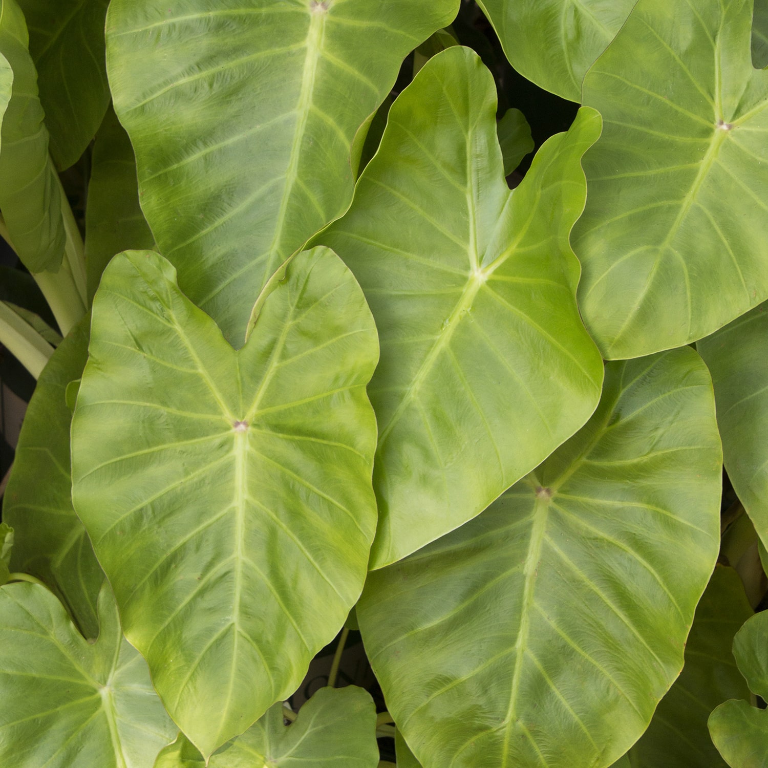 Colocasia 'Maui Gold'