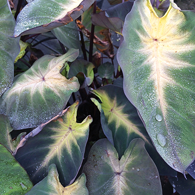 Colocasia 'Tropical Storm'