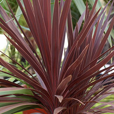 Cordyline 'Red Sensation'