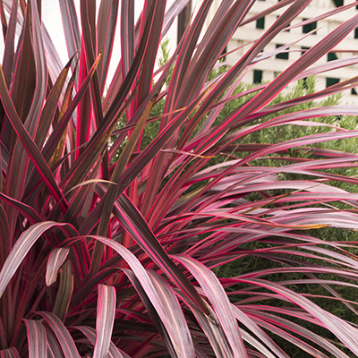 Cordyline 'Salsa'