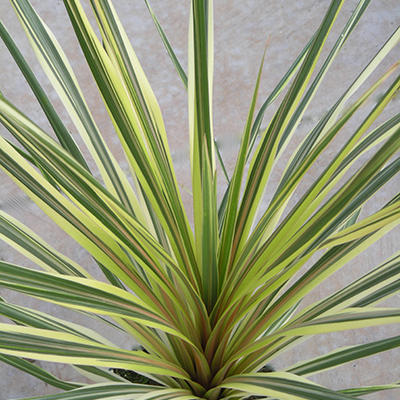 Cordyline 'Torbay Dazzler'