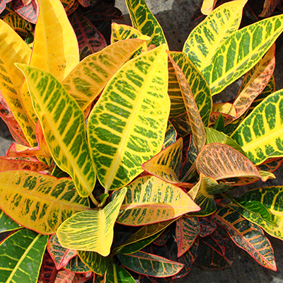 Croton 'Petra'