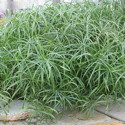 Cyperus 'Baby Moses'