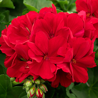 Geranium 'Calliope Dark Red'