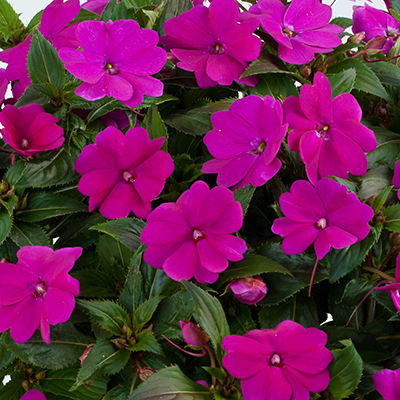 Impatiens 'Harmony Dark Violet'