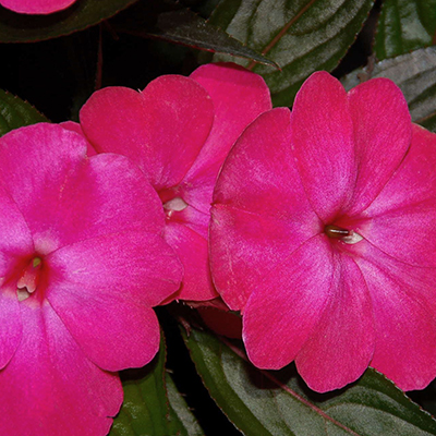 Impatiens 'Harmony Magenta'