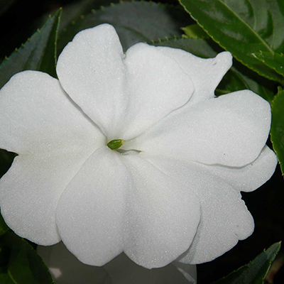 Impatiens 'Harmony Snow'