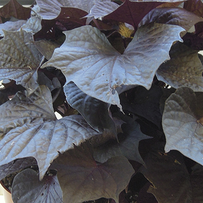 Ipomoea 'Black Maple