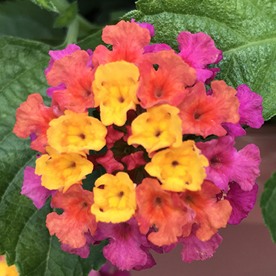 Lantana 'Bandana Cherry Sunrise'