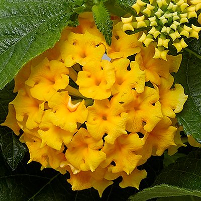 Lantana 'Bandolero Pineapple'