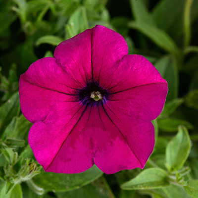 Petunia 'Capella Burgundy'