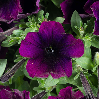 Petunia 'Capella Mulberry'