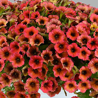 Petunia 'Cascadias 'Arizona Sky