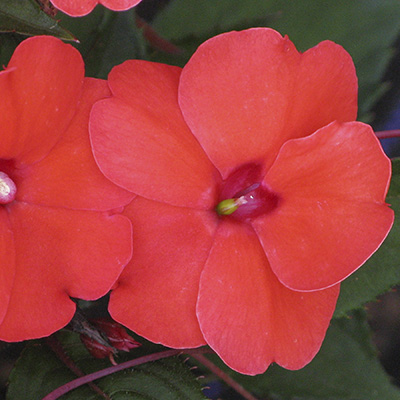 SunPatiens 'Compact Hot Coral'