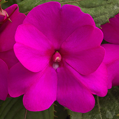 SunPatiens 'Compact Purple'