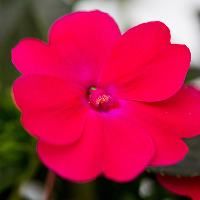 SunPatiens 'Compact Rose Glow'